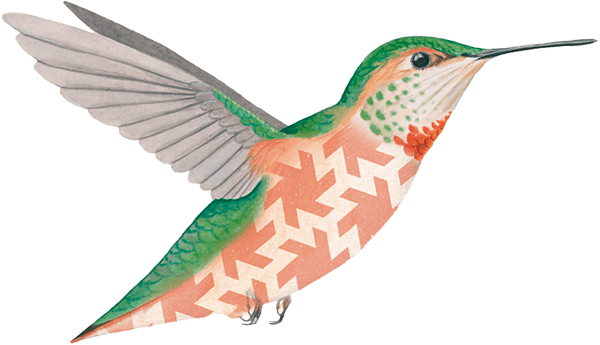 ilustración colibrin