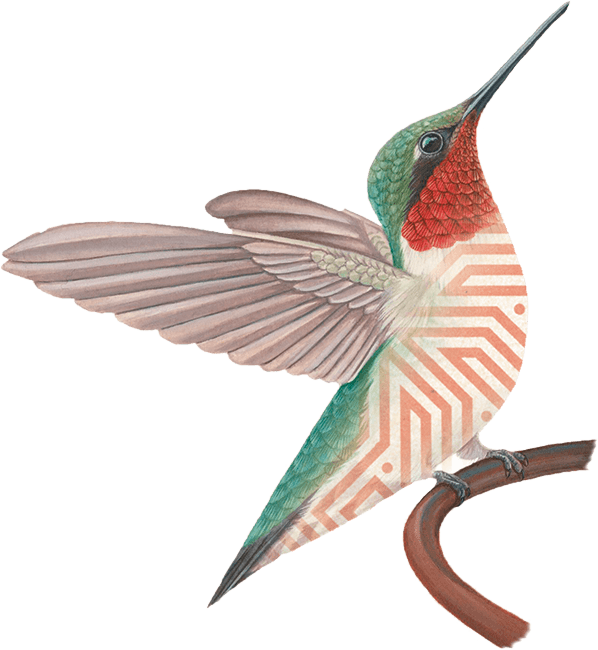 ilustración colibrin